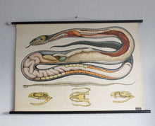 UpperDutch:School Chart,School Chart Snake Vintage Anatomical Snake Pull Down Chart / Grass Snake