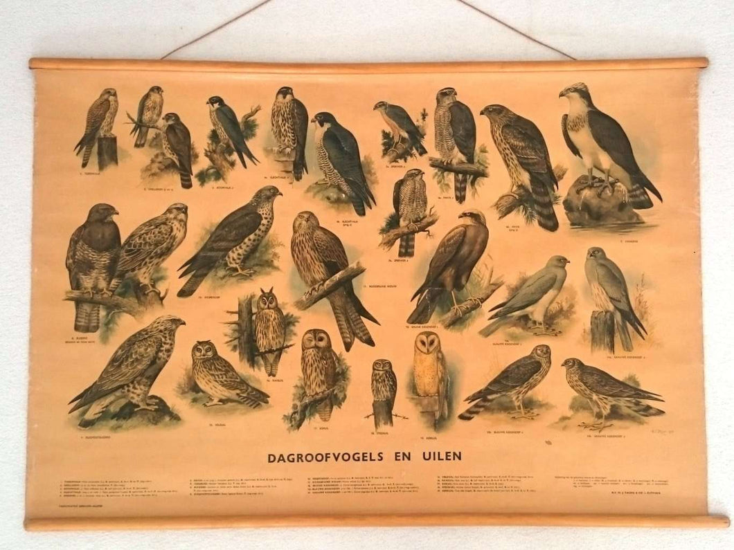 UpperDutch:School Chart,Birds of prey school chart, vintage bird school plate. Different kind of birds: owls, falcons. Biology animal school chart.
