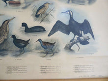 UpperDutch:School Chart,School Chart. Antique Waterbirds - Waterfowl Pull Down Chart. Birds, cormorant, kingfisher, blue heron, duck.