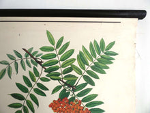 UpperDutch:School Chart,School Chart. Vintage Rowan Tree Pull Down Chart. Botanical Tree Print. Rowan berry.