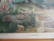 UpperDutch:School Chart,Pull Down Chart  Vintage Zoological Pull down school chart 'The North Sea', School chart, Fish, Scenery.