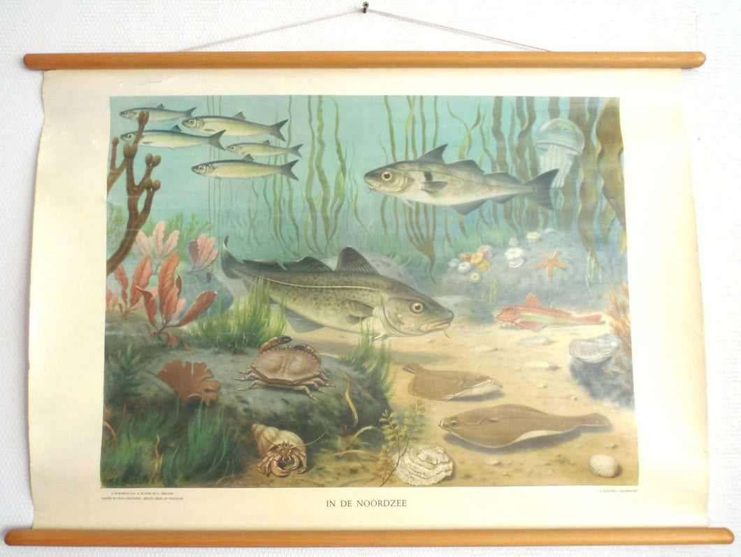 UpperDutch:School Chart,Pull Down Chart  Vintage Zoological Pull down school chart 'The North Sea', School chart, Fish, Scenery.