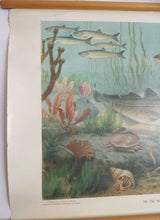 UpperDutch:School Chart,Pull Down Chart  Vintage Zoological Pull down school chart 'The North Sea', School chart, Fish, Scenery.