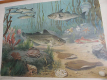 UpperDutch:School Chart,Pull Down Chart  Vintage Zoological Pull down school chart 'The North Sea', School chart, Fish, Scenery.