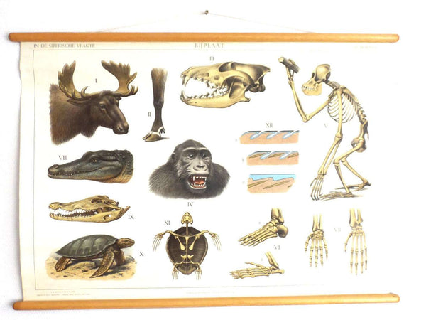 UpperDutch:School Chart,Pull Down Chart, School Chart. Anatomical Borneo - Siberia - Wildlife Pull Down Chart. Turtle, crocodile, Monkey. Animal World