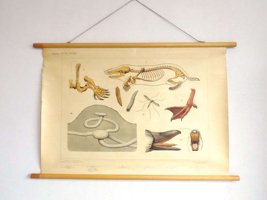 UpperDutch:School Chart,School Chart 'In the meadow' mole rat skeleton, duckbill,duck foot, mosquito and larvae. Vintage bird anatomical pull down Chart