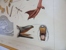 UpperDutch:School Chart,School Chart 'In the meadow' mole rat skeleton, duckbill,duck foot, mosquito and larvae. Vintage bird anatomical pull down Chart
