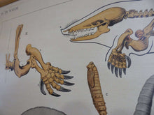 UpperDutch:School Chart,School Chart 'In the meadow' mole rat skeleton, duckbill,duck foot, mosquito and larvae. Vintage bird anatomical pull down Chart