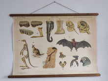UpperDutch:School Chart,Pull Down Chart, School Chart. Antique 1930s Anatomical Australian Wildlife Pull Down Chart. Kangaroo, parrot,bat, elephant.