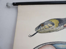 UpperDutch:School Chart,School Chart Snake Vintage Anatomical Snake Pull Down Chart / Grass Snake