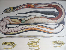 UpperDutch:School Chart,School Chart Snake Vintage Anatomical Snake Pull Down Chart / Grass Snake