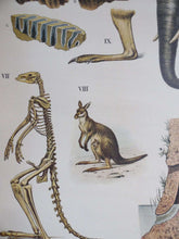 UpperDutch:School Chart,Pull Down Chart, School Chart. Antique 1930s Anatomical Australian Wildlife Pull Down Chart. Kangaroo, parrot,bat, elephant.