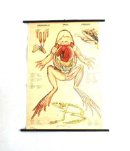 UpperDutch:School Chart,Pull Down Chart, School Chart, Frog, Vintage Anatomical Frog Pull Down Chart, frog print, school wall, school decor.