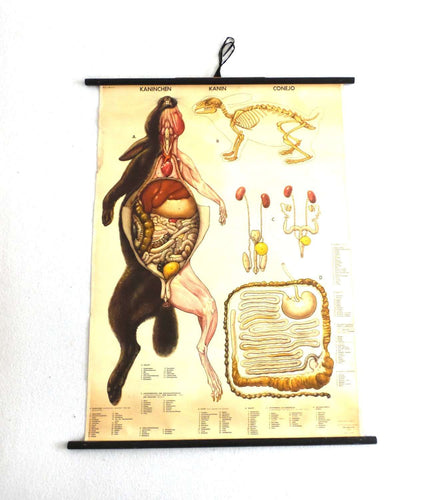 UpperDutch:School Chart,School Chart Rabbit, Vintage Anatomical Rabbit Pull Down Chart.