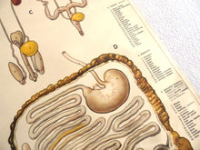 UpperDutch:School Chart,School Chart Rabbit, Vintage Anatomical Rabbit Pull Down Chart.