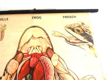 UpperDutch:School Chart,Pull Down Chart, School Chart, Frog, Vintage Anatomical Frog Pull Down Chart, frog print, school wall, school decor.