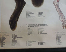 UpperDutch:School Chart,School Chart Rabbit, Vintage Anatomical Rabbit Pull Down Chart.