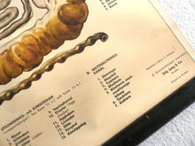 UpperDutch:School Chart,School Chart Rabbit, Vintage Anatomical Rabbit Pull Down Chart.