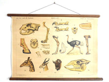 UpperDutch:School Chart,Pull down Chart School chart Antique 1930s Anatomical Kalahari Dessert Animals Pull Down Chart Giraffe,Ostrich, Wildebeest, gnus
