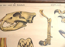 UpperDutch:School Chart,Pull down Chart School chart Antique 1930s Anatomical Kalahari Dessert Animals Pull Down Chart Giraffe,Ostrich, Wildebeest, gnus