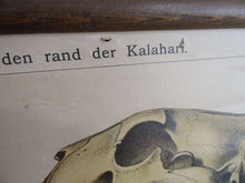 UpperDutch:School Chart,Pull down Chart School chart Antique 1930s Anatomical Kalahari Dessert Animals Pull Down Chart Giraffe,Ostrich, Wildebeest, gnus