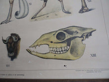 UpperDutch:School Chart,Pull down Chart School chart Antique 1930s Anatomical Kalahari Dessert Animals Pull Down Chart Giraffe,Ostrich, Wildebeest, gnus