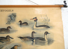 UpperDutch:School Chart,School Chart. Antique Waterbirds - Waterfowl Pull Down Chart. Birds, cormorant, kingfisher, blue heron, duck.