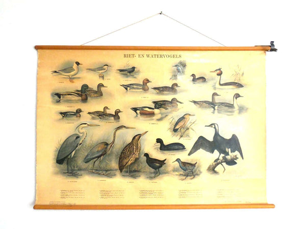 UpperDutch:School Chart,School Chart. Antique Waterbirds - Waterfowl Pull Down Chart. Birds, cormorant, kingfisher, blue heron, duck.