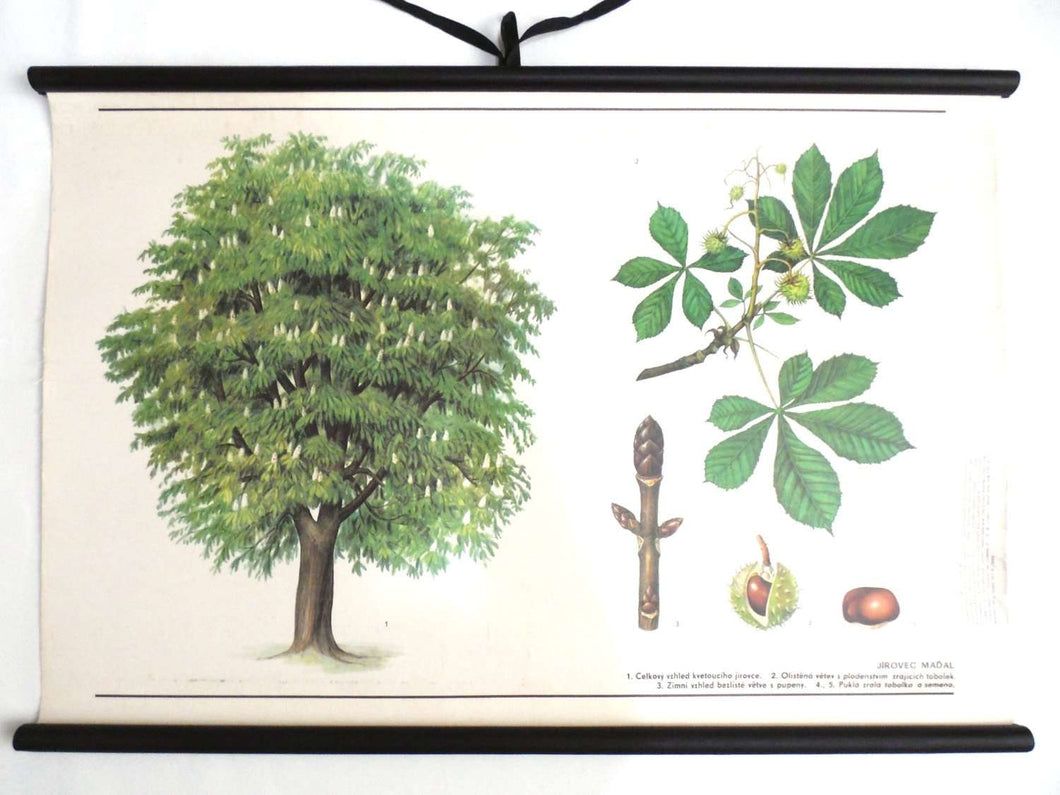 UpperDutch:School Chart,School Chart chestnut tree. Vintage Chestnut Pull Down Chart. Botanical tree print.