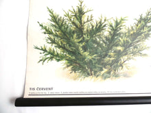UpperDutch:School Chart,Pull Down Chart, School Chart, Juniper Tree. Vintage Botanical Pull Down Chart. Juniper Berry.