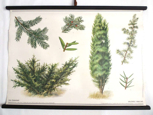 UpperDutch:School Chart,Pull Down Chart, School Chart, Juniper Tree. Vintage Botanical Pull Down Chart. Juniper Berry.