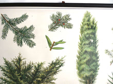 UpperDutch:School Chart,Pull Down Chart, School Chart, Juniper Tree. Vintage Botanical Pull Down Chart. Juniper Berry.