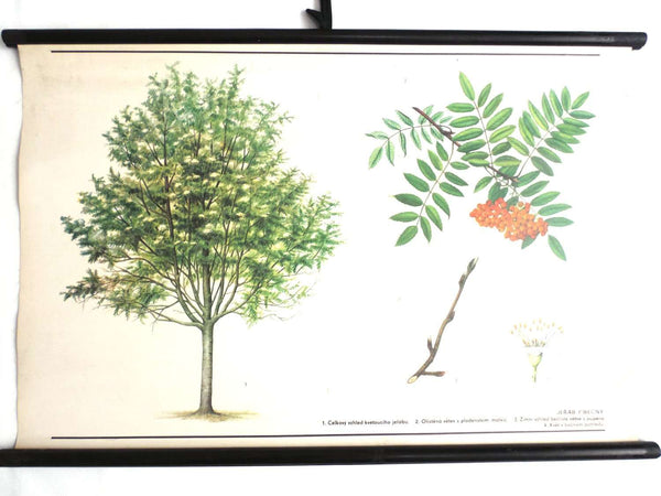 UpperDutch:School Chart,School Chart. Vintage Rowan Tree Pull Down Chart. Botanical Tree Print. Rowan berry.