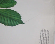 UpperDutch:School Chart,School Chart chestnut tree. Vintage Chestnut Pull Down Chart. Botanical tree print.