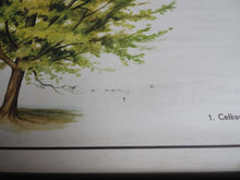 UpperDutch:School Chart,School Chart. Vintage Hornbeam Tree Pull Down Chart. Botanical Tree Print. Hornbeam tree.