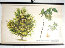 UpperDutch:School Chart,School Chart. Vintage Hornbeam Tree Pull Down Chart. Botanical Tree Print. Hornbeam tree.