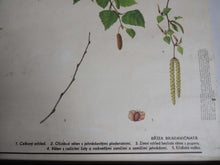 UpperDutch:School Chart,School Chart. Vintage Birch Tree Pull Down Chart. Botanical Tree Print. Birch tree.