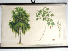 UpperDutch:School Chart,School Chart. Vintage Birch Tree Pull Down Chart. Botanical Tree Print. Birch tree.
