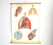 UpperDutch:,Pull down Chart. Antique Anatomical - Lungs - Respiratory System - Anatomy Pull Down Chart. Educational.