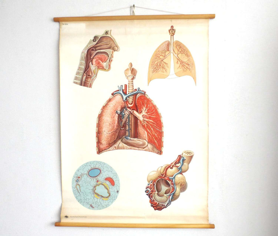 UpperDutch:,Pull down Chart. Antique Anatomical - Lungs - Respiratory System - Anatomy Pull Down Chart. Educational.